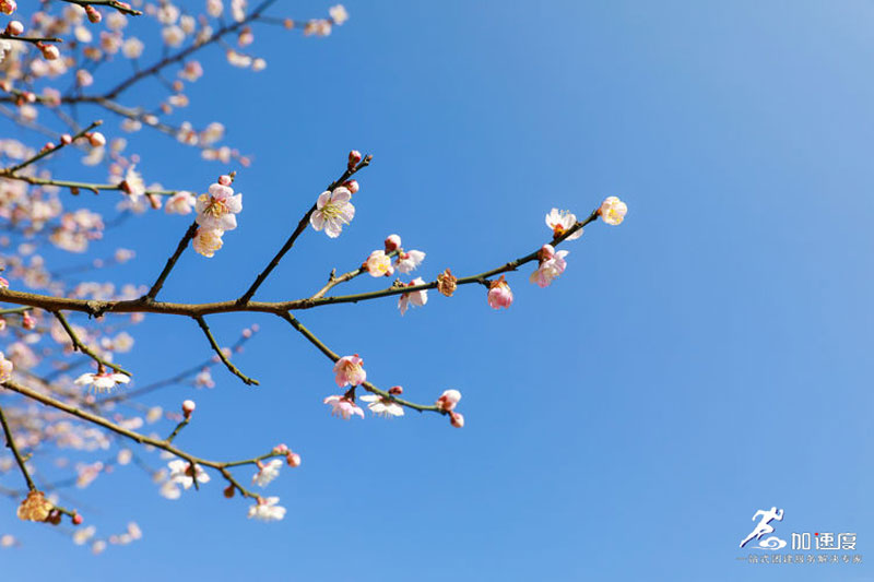 鶴鳴霧中(zhong)山(shān)賞花(huā)徒步 (9).jpg